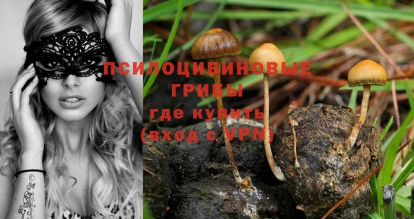 ГАЛЛЮЦИНОГЕННЫЕ ГРИБЫ Гусев